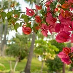 Las Palmas 4B Oasis Properties