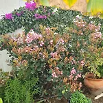 Casa Jazmin