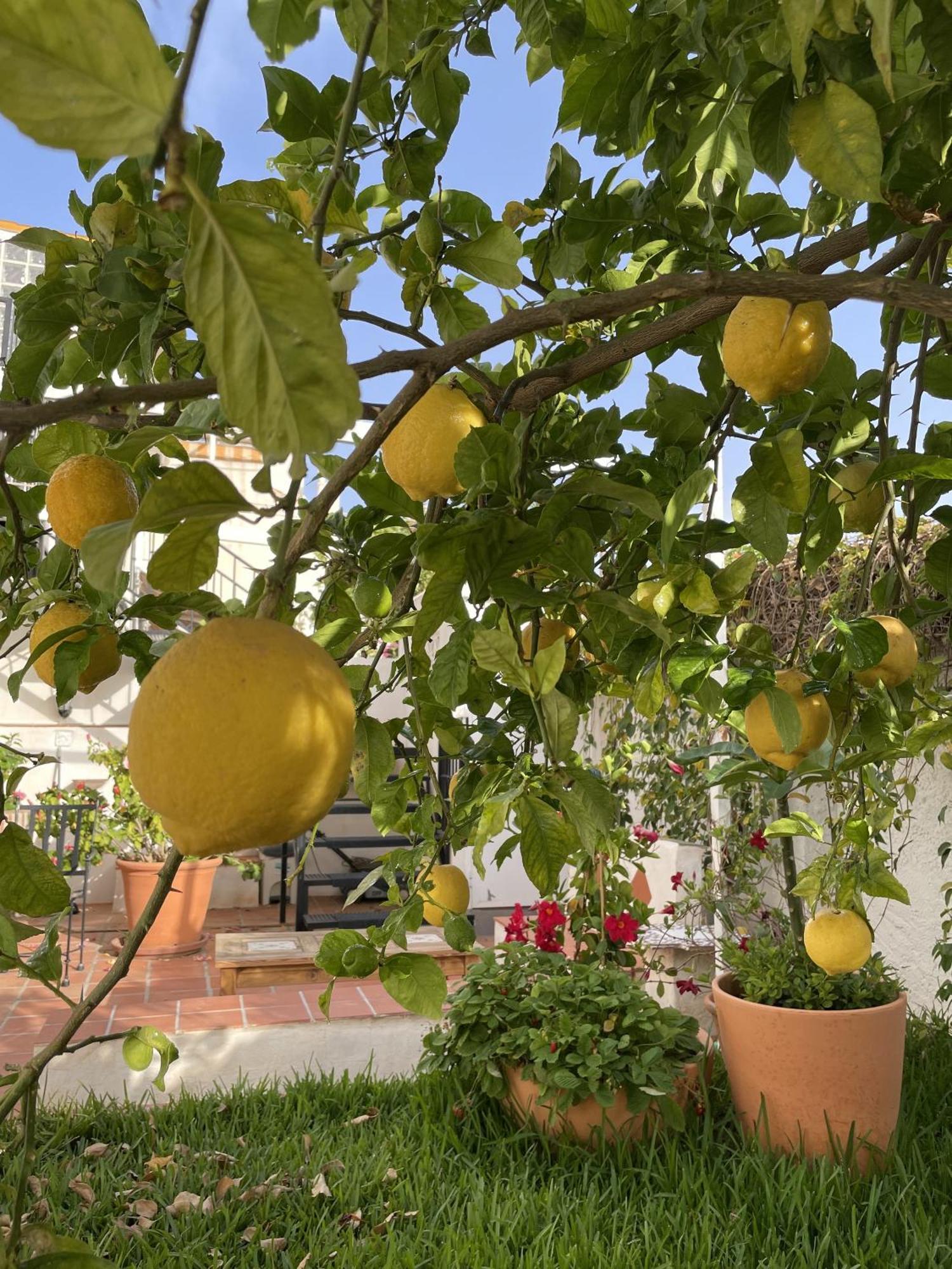 Casa Limones Nerja