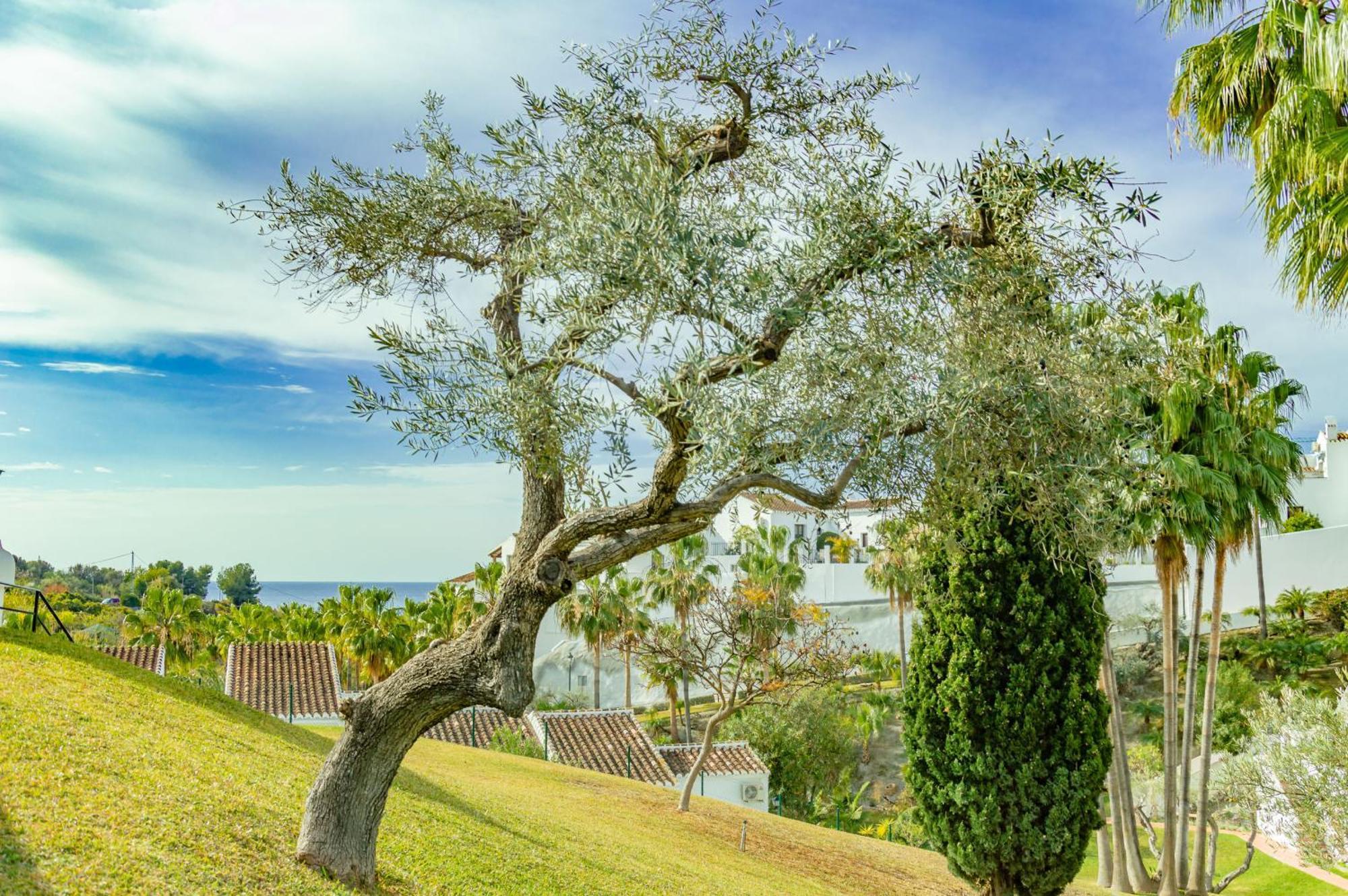 Palmas 2a Oasis Nerja