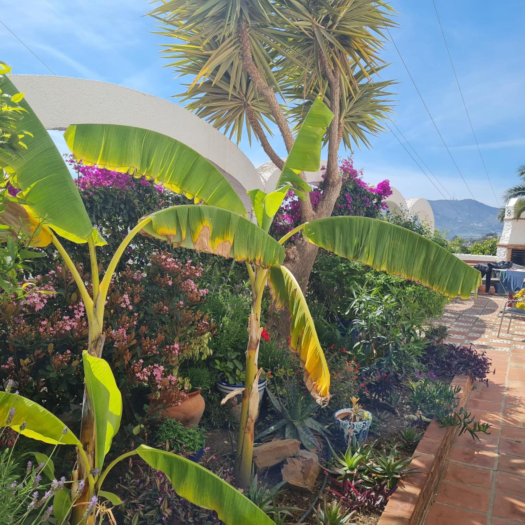 Casa Jazmin * Nerja