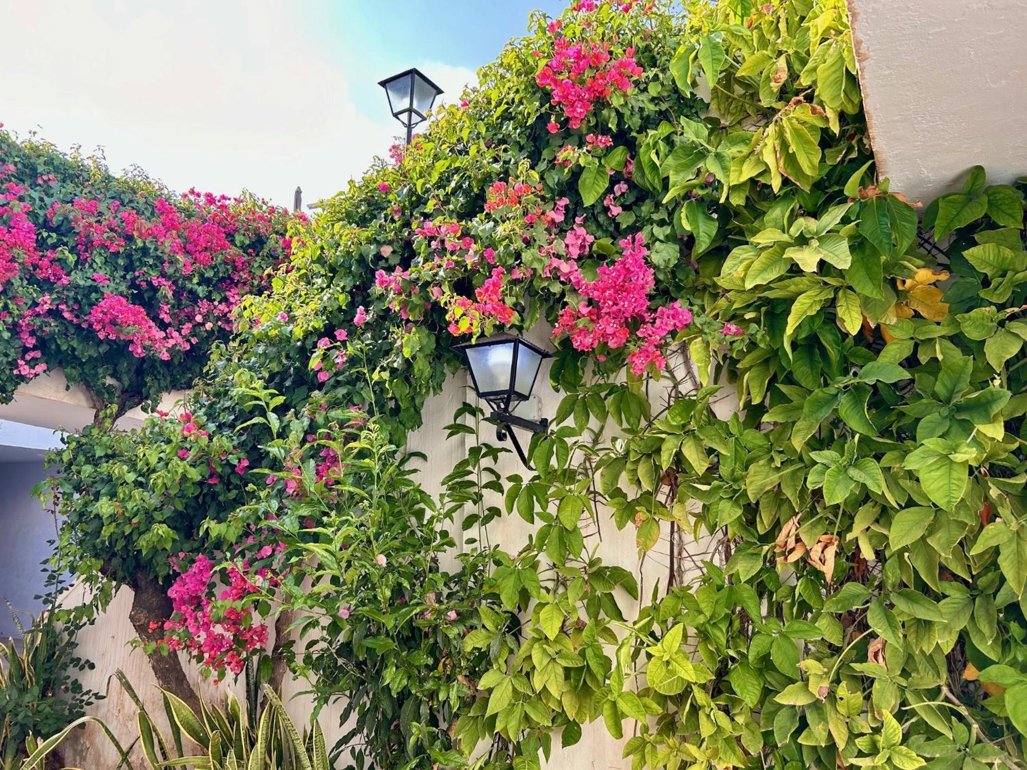 Palmas 9a - Oasis *