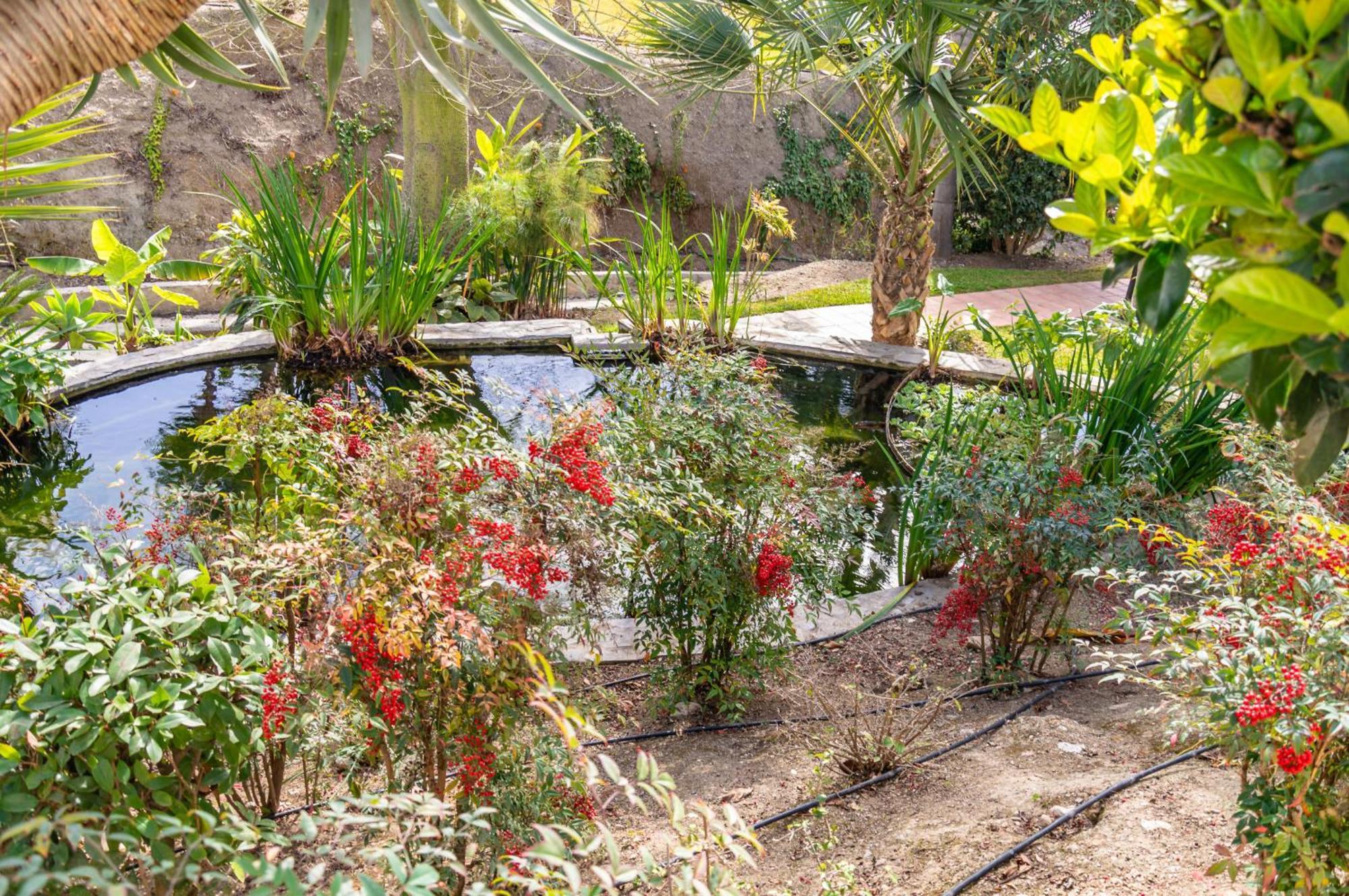 Palmas 9a - Oasis