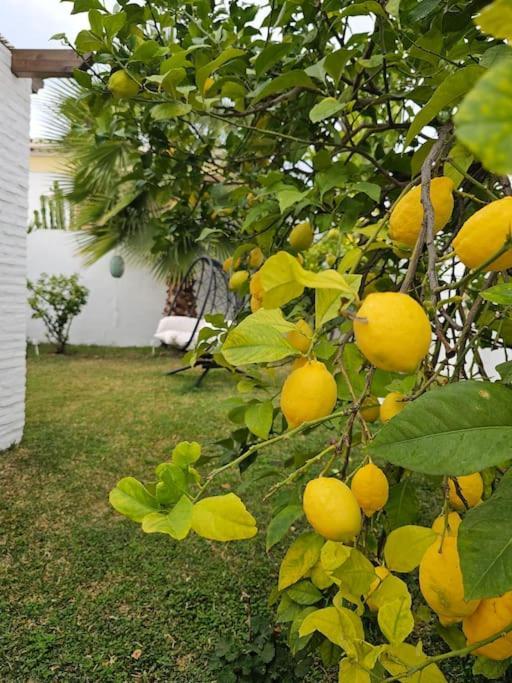 Belgica Villa Nerja
