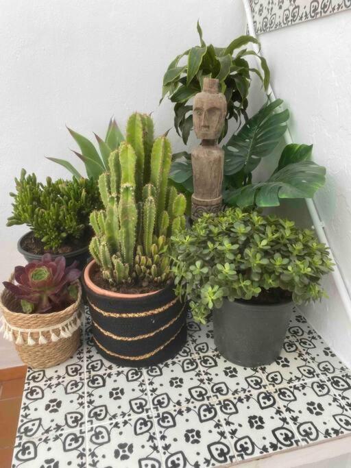 Apartamento Palmas In Old Town *