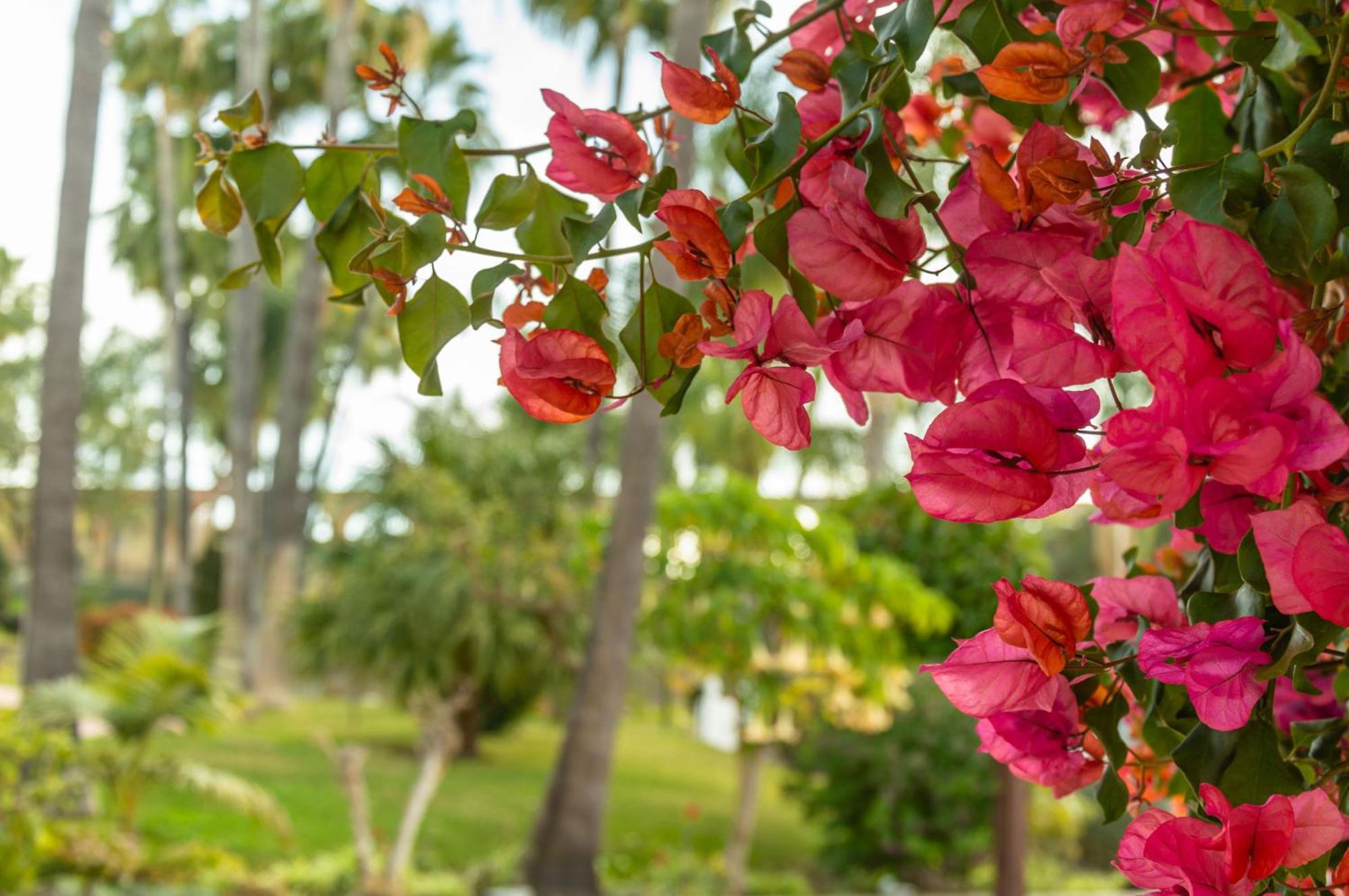 Palmas 4b Oasis *