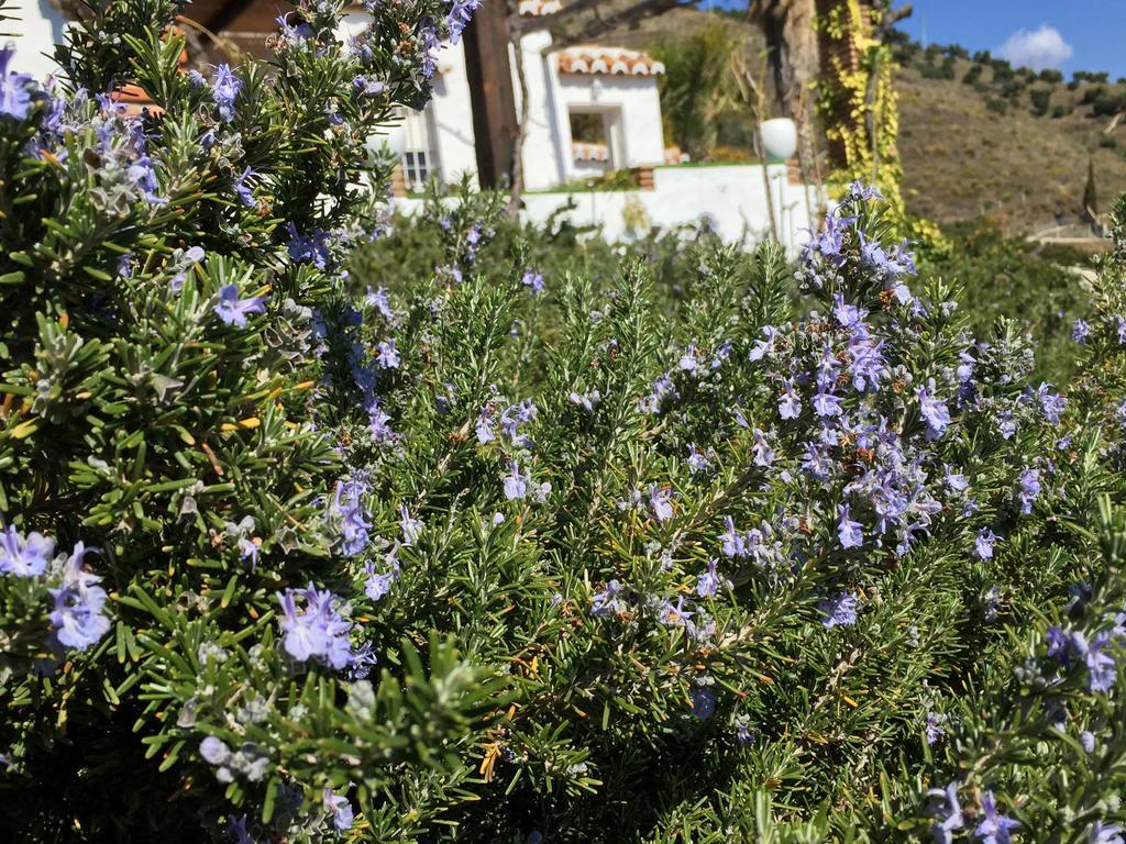 La Casa Del Burro *