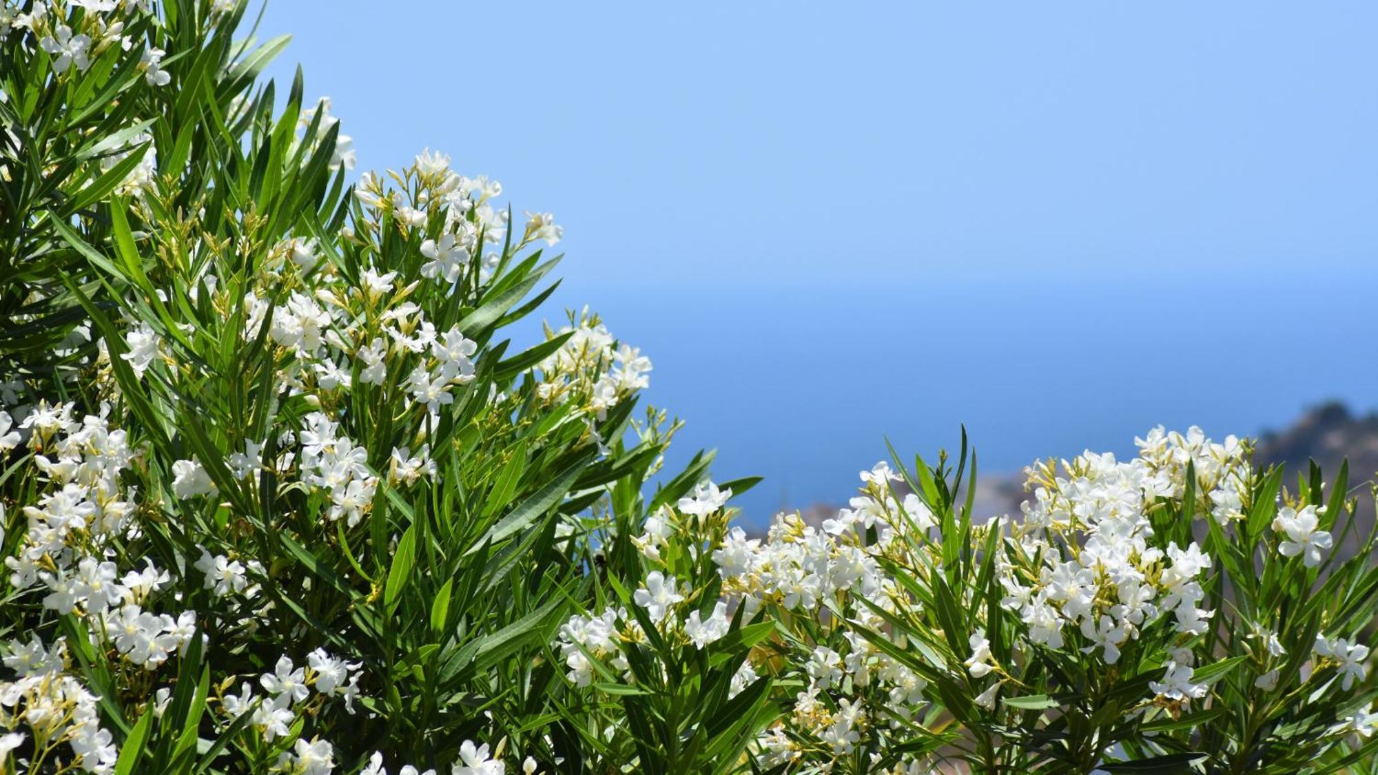 La Lomilla Nerja
