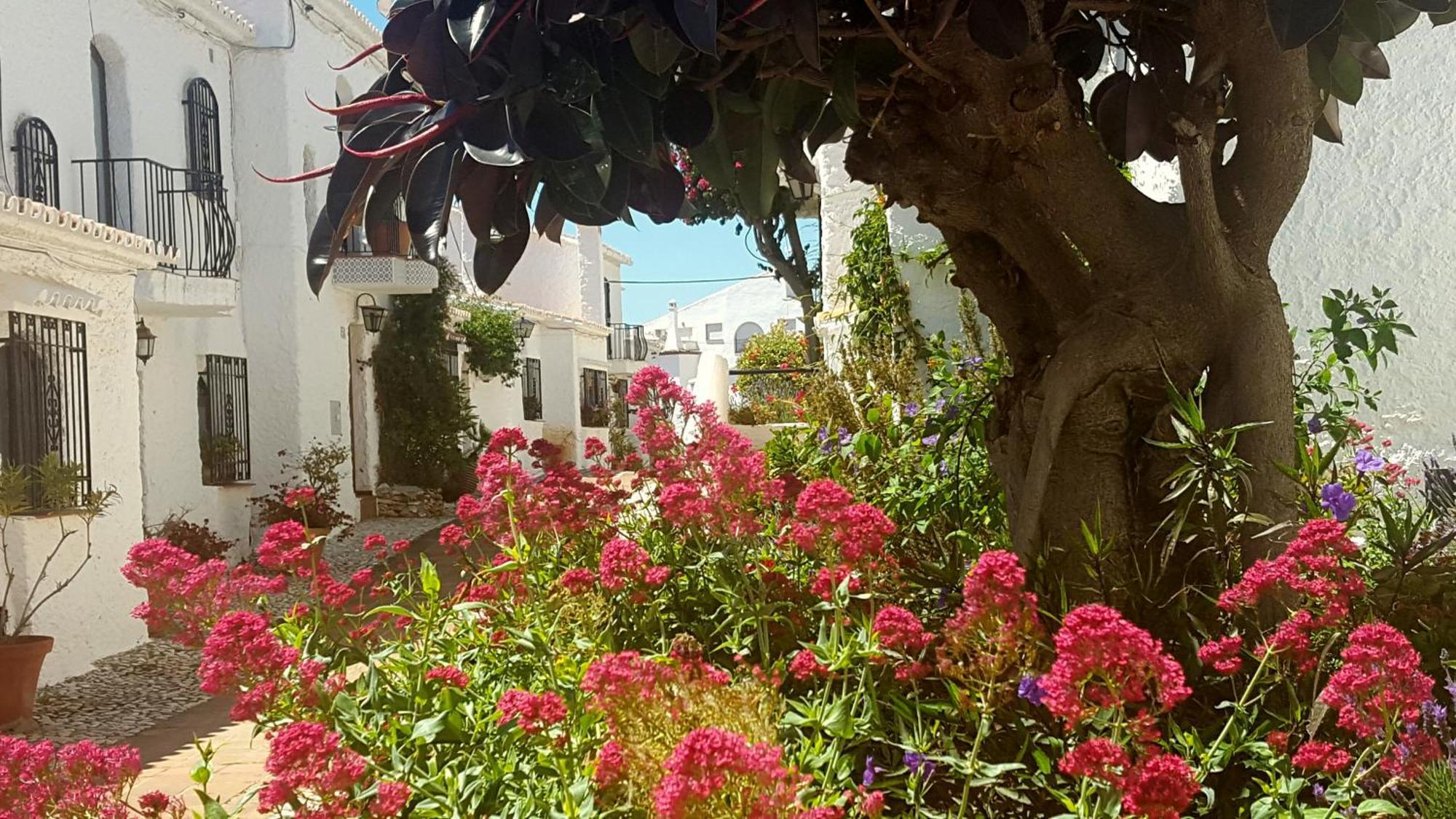 Crisantemos * Nerja