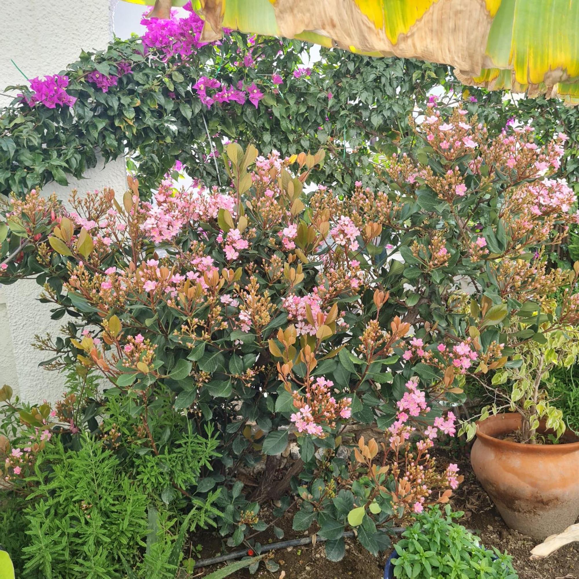 Apartamento Casa Jazmin Nerja
